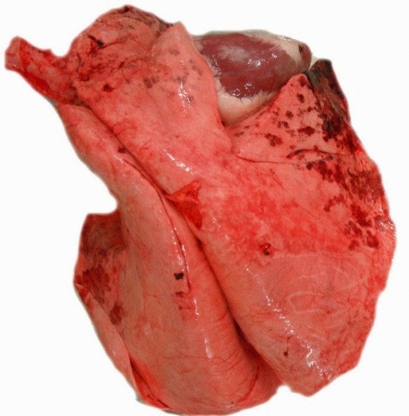 Dry Food, Treats, Hearts & Organs (Fish)